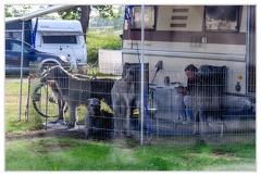 Chiens Camping DSC 0026