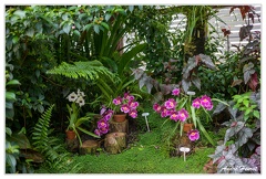 Hanovre-Berggarten DSC 6287