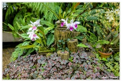 Hanovre-Berggarten DSC 6290