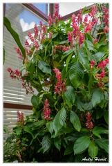 Hanovre-Berggarten DSC 6288