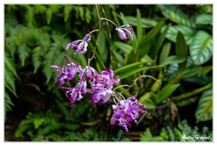 Hanovre-Berggarten DSC 6292