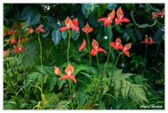 Hanovre-Berggarten DSC 6294