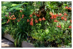 Hanovre-Berggarten DSC 6295