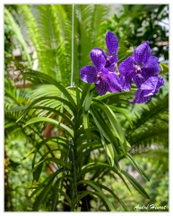 Hanovre-Berggarten DSC 6296