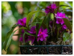 Hanovre-Berggarten DSC 6299