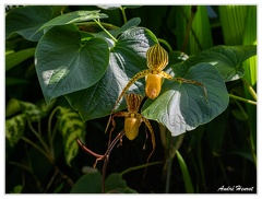 Hanovre-Berggarten DSC 6298