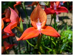 Hanovre-Berggarten DSC 6301