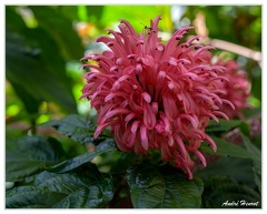 Hanovre-Berggarten DSC 6307