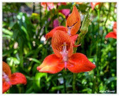 Hanovre-Berggarten DSC 6308