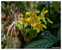 Hanovre-Berggarten DSC 6309