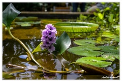 Hanovre-Berggarten DSC 6312