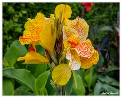 Hanovre-Berggarten DSC 6317