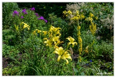 Hanovre-Berggarten DSC 6323