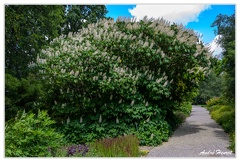 Hanovre-Berggarten DSC 6331