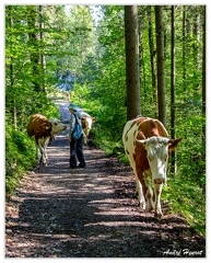 Golling-an-der-Salzach 110810 DSC 0465 1200