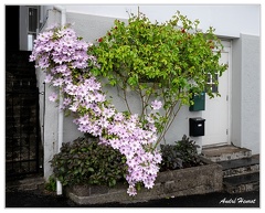 Plante-grimpante DSC 0949