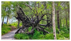 Sunnmore-museum IMG 8383