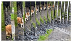 Jenaker Kistefos IMG 8710