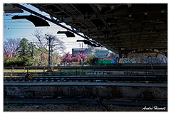 Kirschblütenpfad DSC 6009