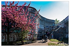 Bosebrucke Kirschblütenpfad DSC 6021