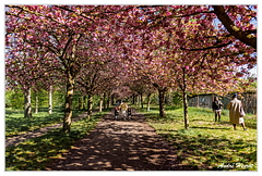 Kirschblütenpfad DSC 6023