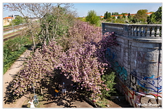 Kirschblütenpfad DSC 6041