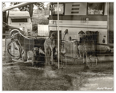 Chiens Camping DSC 0026 N&amp;B 5x4