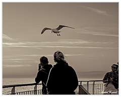 Gedser-Rostock Mouette DSC 0247 N&amp;B 5x4