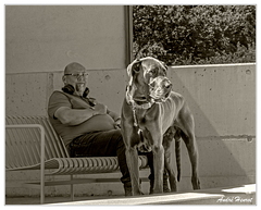 Mons-Klint Dogue-Allemand DSC 0159 N&amp;B 5x4