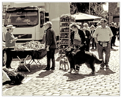 Ribe Brocante-Chiens DSC 0097 N&amp;B 5x4